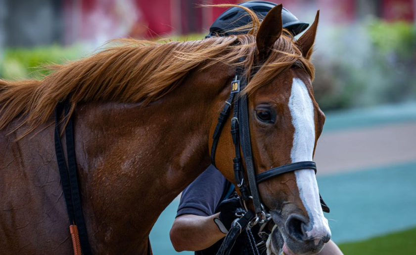 Racehorses Who Became Movie Stars
