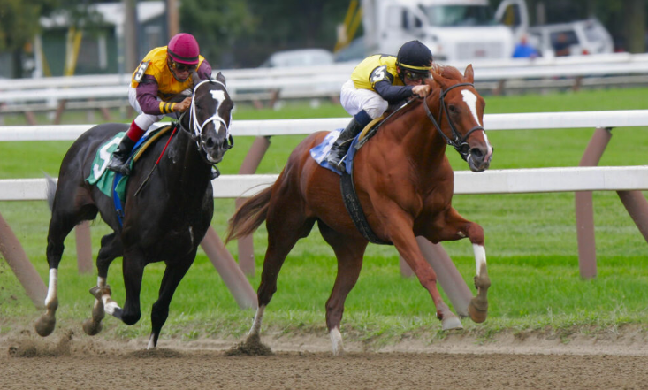 Racehorse Recovery After Major Events